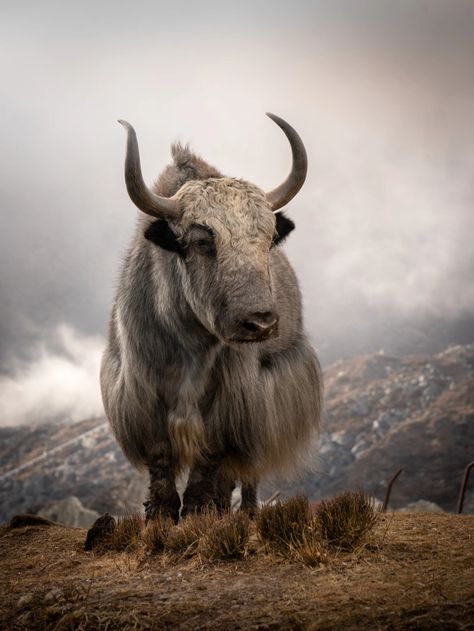 Yak Animal, Breeds Of Cows, Cat Races, Musk Ox, Dog Cover, Animal Attack, Best Of British, Majestic Animals, Travel Party