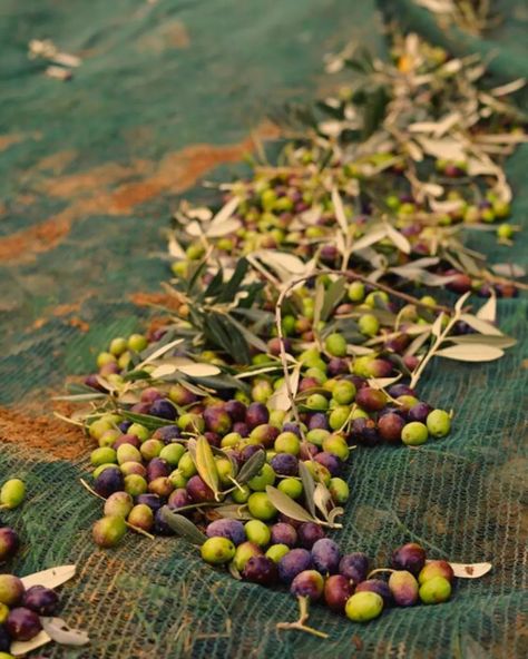 Our products are carefully chosen from top farms worldwide, bringing exceptional quality and flavour to your table. Olive Farm, Olive Harvest, Top Farm, Organic Farm, Olive Trees, Insta Inspo, Virgin Olive Oil, Olive Tree, Organic Farming