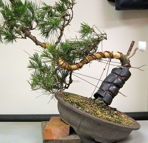 One of the more distinct features of a bonsai tree is the motion. This attributes to bends, twists, and shapes occurring in the trunk of the tree. If you’re engaging with your own bonsai tree, at times the simplest method... Bonsai Diy, Bonsai Making, Ficus Bonsai, Bonsai Pruning, Bonsai Wire, Bonsai Tree Types, Pine Bonsai, Bonsai Tree Care, Bonsai Techniques