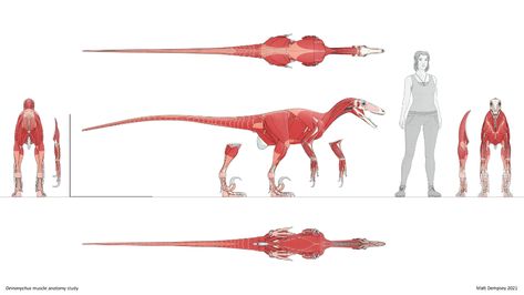 ArtStation - Deinonychus muscle anatomy study, Matt Dempsey Muscle Anatomy Study, 3d Templates, Dinosaur Skeleton, Muscle Anatomy, Prehistoric Art, Paleo Art, Anatomy Study, Model Sheet, Extinct Animals