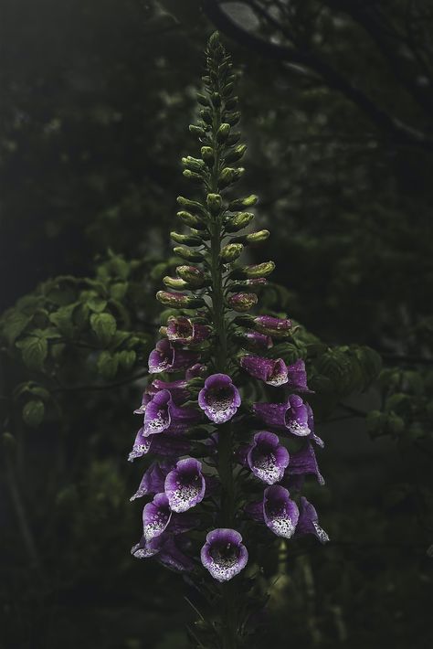 purple flower with green leaves photo – Free Image on Unsplash Plant Christmas Tree, Belladonna Flower, Thankful For Him, Deadly Plants, Poison Garden, Leaves Photo, Poisonous Plants, Purple Garden, Nature Spirits