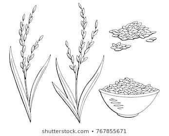 Rice plant graphic black white isolated sketch illustration vector Rice Crop, Plant Graphic, Rice Plant, Plant Sketches, Plant Doodle, Japan Landscape, Food Sketch, Plant Tattoo, Watercolor Lessons