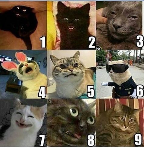 What Cat Are You, Mood Check In Chart, Which Cat Are You Today, On A Scale Of Cat How Are You Feeling Today, Cat Ears Emotion, Meme Mood Check In, Messenger Stickers, Cartoon Expression, Camping With Cats