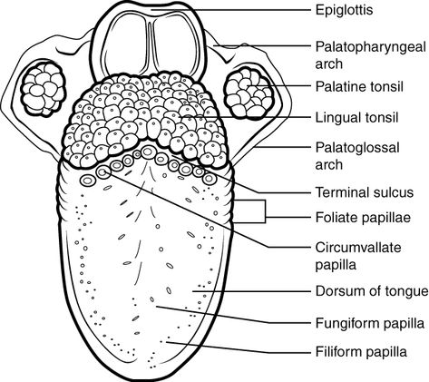 Tongue Diagram, Teeth Diagram, Stratified Squamous Epithelium, Digestive System Anatomy, Human Digestive System, Soft Palate, Tongue Health, Human Anatomy And Physiology, Autonomic Nervous System