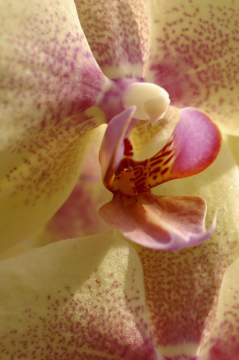 Orchids Photography Close Up, Orchid Close Up, Nature Movement, Flower Reference, 2024 Manifestation, Orchid Photography, Flora Design, Orchid Color, Macro Flower