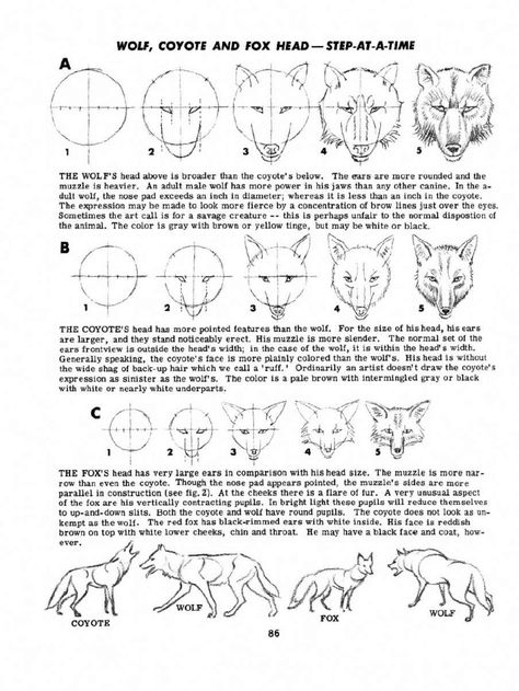 Fox Anatomy Drawing Study, Fox Proportions, Fox Anatomy Drawing, Anatomy Drawing Study, Fox Anatomy, Drawing Study, Dog Anatomy, Dog Animation, Drawing Studies