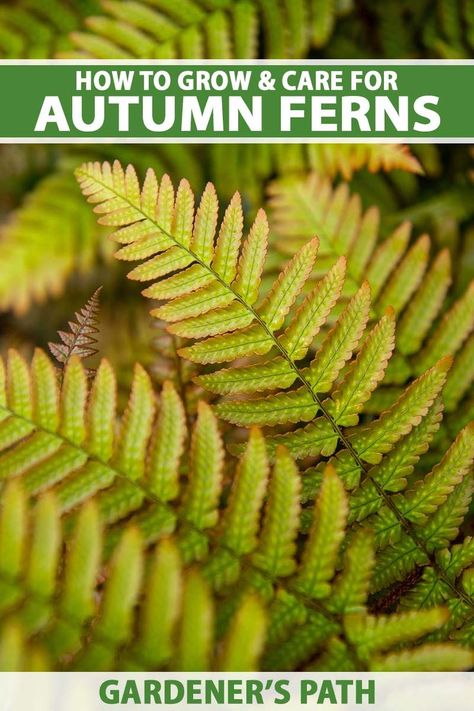 The autumn fern is a gorgeous planting with fronds that emerge with a coppery hue – a nice change from a typical fern’s color scheme. In this growing guide, we’ll show you just how to grow these plants. From propagation techniques to cultivation tips, no stone will be left unturned. #autumnfern #gardenerspath Ferns Care, Autumn Fern, Green Color Scheme, Ferns Garden, Woodland Plants, Green Color Schemes, Garden Girls, Woodland Garden, Botanical Beauty