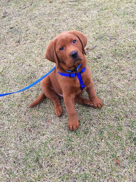 Most current Cost-Free Labrador Retriever red Popular Did you just pleasant a whole new Labrador Retriever in to the house? Do you think you're great deal of though... #CostFree #current #Labrador Redfox Labrador Puppy, Fox Red Labrador Retriever, Golden Labrador Drawing, Red Labrador Retriever, Red Fox Labrador Puppy, Red Lab Puppy, Red Fox Lab, Red Fox Labrador, Labrador Drawing