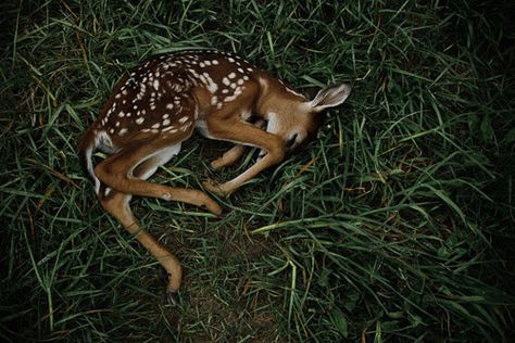 Deer Fawn, Flowers Photo, Oh Deer, Ap Art, Baby Deer, 판타지 아트, The Grass, Pics Art, Small Flowers