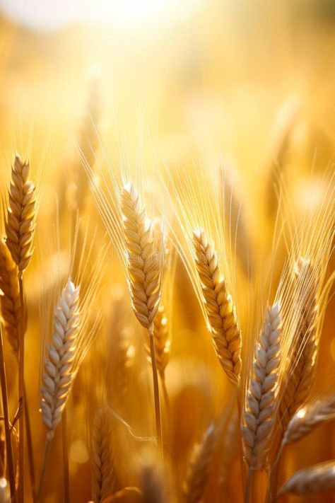 Close up of wheat field with the sun shining. Generative AI stock photo Wheat Photography, Wheat Field, Sun Shining, Wheat Fields, Landscape Photography Nature, Harvest Time, Photography Nature, Wheat, Landscape Photography