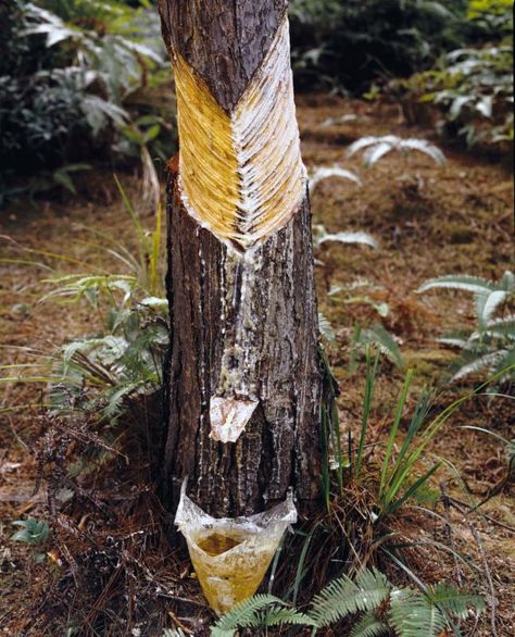 tapping a pine tree Pine Pitch, Bushcraft Skills, Doomsday Prepping, Bushcraft Camping, Survival Techniques, Homestead Survival, Survival Life, Survival Food, Wilderness Survival