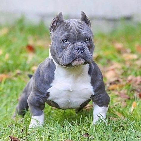 Linktree. Make your link do more. Micro Bully, Cute Pitbulls, Pitbull Dog Breed, Bully Pitbull, Cute Bulldog Puppies, Bully Breeds Dogs, Pitbull Art, Cute Piglets, Bulldog Breeds