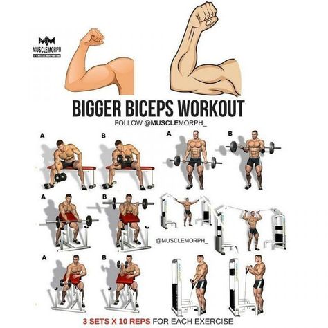 Bigger Biceps Workout, Bicep Workout Gym, Workout Tutorial, Best Bicep Workout, Big Biceps Workout, Bigger Biceps, Back And Bicep Workout, Fitness Studio Training, Bicep Workout