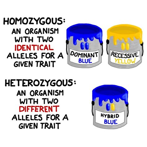 Alleles Genetics, Mendelian Genetics, Punnett Squares, Ideas Notes, Biology Worksheet, Paint Buckets, Yellow Paint, Molecular Biology, Yellow Painting