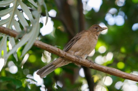 Welcome to Independence Month in Costa Rica! 🇨🇷 What better time to celebrate some of our symbols, like our national bird: the yigüirro. 🇨🇷 ¿Qué mejor momento para celebrar algunos de nuestros símbolos? Mónica Quesada nos lleva a conocer más de este ícono. #elcolectivo506 #travelthursday #costarica #costaricagram #costaricapuravida #photography #subasealcolectivo #travelthursday #offthebeatenpath #juevesviajero #costarica🇨🇷 #nature #yiguirro #birdsofcostarica All Falls Down, Brown Bird, Bird Book, Beautiful Places In The World, Best Places To Travel, Time To Celebrate, Beautiful Songs, Countries Of The World, International Travel