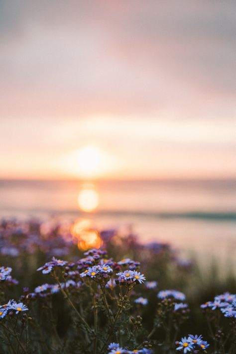 #aesthetic #purple #sunset #flowers Self Care Practices, Sunset Flowers, Sensitive Person, Happy Birthday Wishes Quotes, Purple Sunset, Aesthetic Purple, Sunset Background, Sensitive People, Sunset Wallpaper