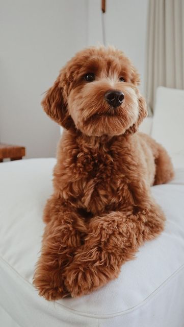 Choco The Goldendoodle on Instagram: "⬇️ you asked for it! ⬇️ We are often asked, “what do you ask for at the groomers? I can’t seem to get it quite right.” If you have a particular haircut in mind, you can print out photos and instructions, bring them in, and share your thoughts. However, the coat textures of doodles vary, so make sure to communicate with your groomer and see if the exact style is obtainable with your pup! If you like Choco’s “puppy cut,” ask for the following:  • Short ears. Short Haircuts For Goldendoodle, Labradoodle Puppy Haircut Style, Cavapoo Short Haircut, Labordoodle Haircuts, Cockapoo Teddy Bear Haircut, Cockapoo Haircut Styles Short, Cockapoo Haircut Styles Teddy Bear, F1b Goldendoodle Haircut, Mini Golden Doodle Haircut Styles