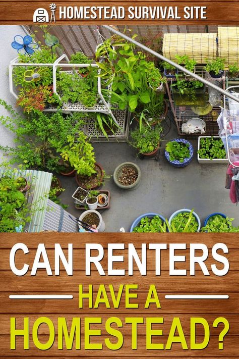 Many people dream of homesteading but can’t come up with a down payment for a suitable property. So, where does that leave aspiring homesteaders who rent? #homesteadsurvivalsite #renting #homestead #homesteading #rental Homesteading Diy, Primitive Survival, Garden Plots, Homestead Gardens, Homestead Living, Survival Gardening, Urban Homesteading, Indoor Herb Garden, Homestead Survival