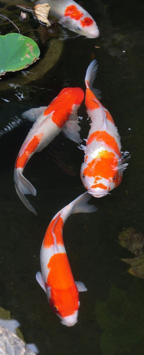 Picture of colorful koi fish at a pond.  #colorful #koi #fish #pond Colorful Koi Fish, Koi Fish Colors, Fish Information, Ikan Air Tawar, Coy Fish, Koi Painting, Koi Fish Drawing, Ikan Koi, Koi Art