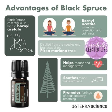 See ALL The Benefits Of Black Spruce!!!! Get 10% OFF In November 2020! Click The Link Below To Grab Yours! http://www.doterra.com/US/en/create-cart/retail?OwnerID=8875729&salesOrg=USOTG&60206220=1 my.doterra.com/EssentiallyCreated Black Spruce Essential Oil, Spruce Essential Oil, Black Spruce, Wellness Workshop, Essential Oil Safety, Essential Oil Companies, What Are Essential Oils, Doterra Wellness Advocate, Health And Wellness Coach