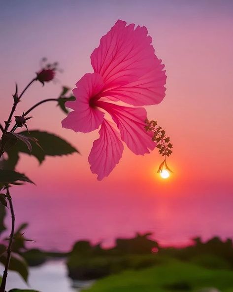 Nice Dp For Whatsapp Flower, Flowers Dp, Aesthetic Patterns, Purple Flowers Wallpaper, Hibiscus Plant, Emoji Photo, Lovely Flowers Wallpaper, Wallpaper Nature Flowers, Nature Table