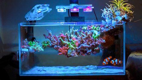 Floating coral reef Floating Reef Aquascape, Shallow Reef Tank, Reef Aquascaping, Reef Tank Aquascaping, Nano Reef Tank, Aquascape Ideas, Saltwater Aquariums, Saltwater Aquarium Fish, Coral Reef Aquarium