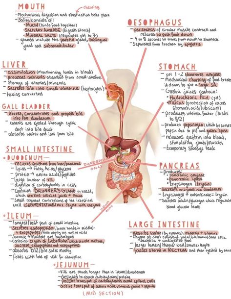 🧠ᗪᗩᖇEEᑎ ᗩᒪ-ᔕᑌᗷEIᗩI🧠 on X: "Digestive system 😍❤ https://t.co/mijQUvPbJZ" / X Goodnotes Notes Ideas Anatomy, Biology Digestion Notes, Human Anatomy Goodnotes, Digestive System Nursing Notes, Basics Of Biology, Biology Notes Aesthetic Digestive System, Biology Notes Class 10 Aesthetic, Digestion Notes Aesthetic, Digestive System Anatomy Notes