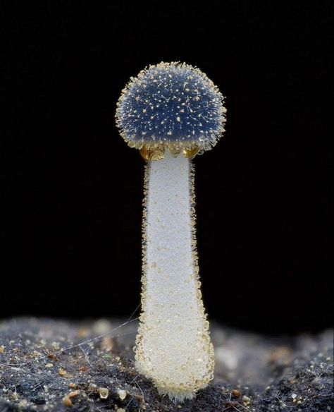 Shroom Room, Mushroom Identification, Mushroom Plant, Mushroom Pictures, Mini Mushroom, Plant Fungus, Mushroom Fungi, Cottagecore Aesthetic, Pretty Plants