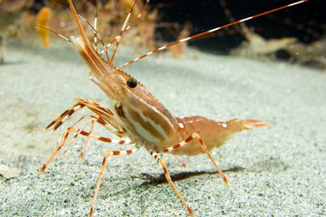 Shrimp In Ocean, Shrimp Character Design, Shrimp Underwater, Shrimp Animal, Shrimp Costume, Insect Sketch, Cute Shrimp, Pink Shrimp, Spot Prawns