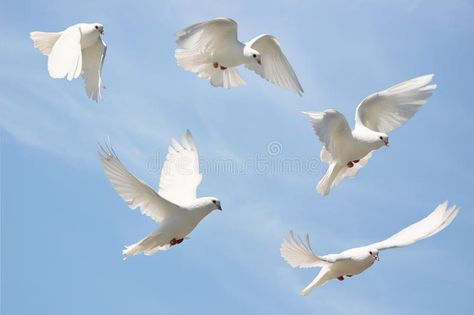 White dove in flight stock image. Image of wings, soar - 16757369 Dove Release, Dove Painting, Dove Flying, Homing Pigeons, White Pigeon, Dove Pigeon, Mandala Design Pattern, Blue Sky Background, White Dove