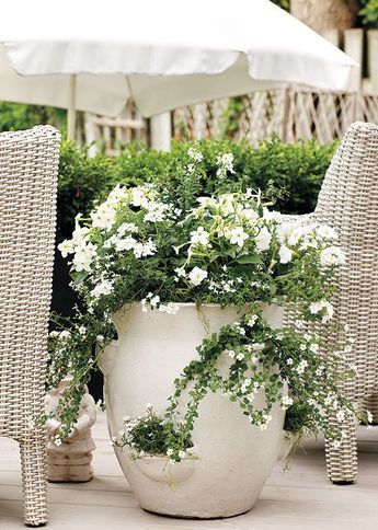 flowersgardenlove: Bright white flowers in a large pot. Very striking. Strawberry Pots, Moon Garden, Have Inspiration, Garden Containers, White Gardens, Garden Cottage, Container Plants, Dream Garden, Small Garden