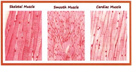 Cardiac Muscle Definition Cardiac muscle is responsible for pumping blood throughout the body. It is a type of muscle tissue that is found only in the heart and is distinguishable from the two other forms of muscle, smooth muscle that moves internal organs, such as the bowels, and vessels, such as the artery walls Smooth Muscle Tissue Microscope, Smooth Muscle Histology, Muscle Tissue Drawing, Cardiac Muscle Tissue, Cardiothoracic Surgeon, Cardiac Muscle Cell, Body Muscle Anatomy, Cardiac Muscle, Smooth Muscle Tissue