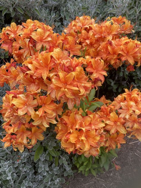 Orange deciduous azalea Orange Azalea, Azalea Flower, Cabins And Cottages, Room Posters, Amazing Flowers, Pretty Flowers, Aesthetic Fashion, Beautiful Artwork, Four Seasons