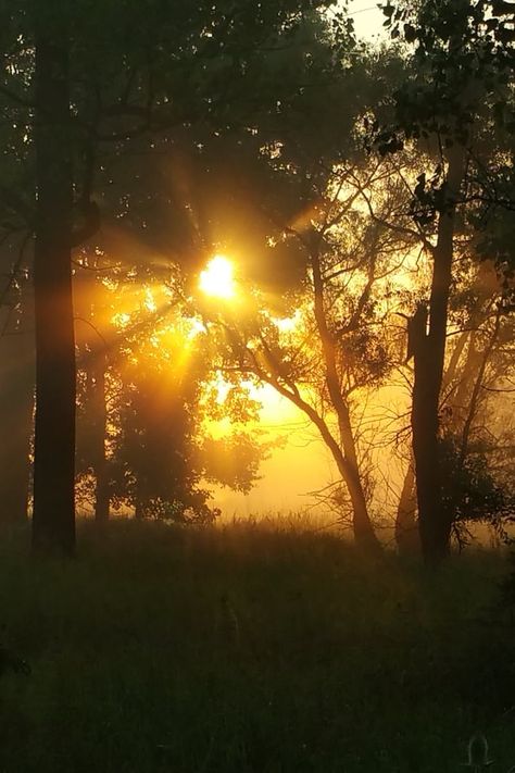 Download this free photo from Pexels at https://www.pexels.com/photo/dawn-dusk-fog-silhouette-235834/ #dawn #sunset #trees Fog At Dawn, Steven Core, Dawn Aesthetic, Robin Tattoo, Sunset Trees, Barbara Eden, Urban Sketch, Dawn And Dusk, Sun City