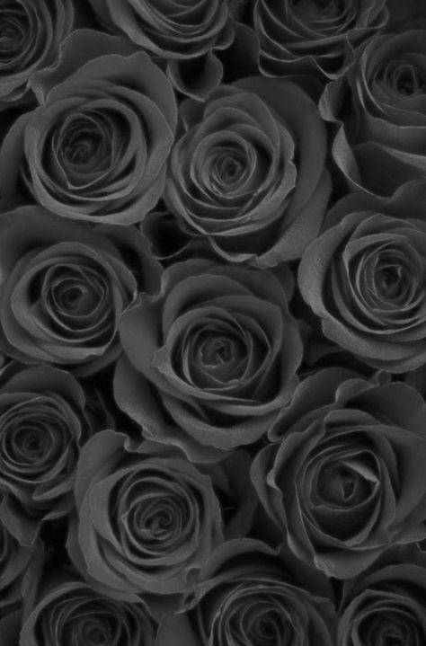 Black Rose Wallpaper, Dark Wallpaper Iphone, Wallpapers Iphone, Rose Wallpaper, Iphone Icon, Dark Wallpaper, Black Rose, Aesthetic Wallpapers, Iphone Wallpaper