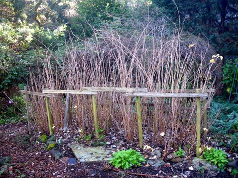 Raspberries Along Fence, Rasberries Garden, How To Stake Raspberry Bushes, When To Plant Raspberry Bushes, Transplant Raspberry Bushes, Growing Raspberries, Berry Garden, Potager Garden, Small Backyard Gardens