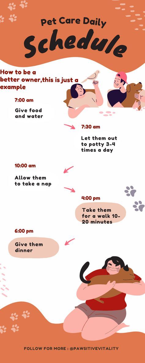 Cat Routine Schedule, Dog Routine Schedules, Dog Schedule Daily, Cat Schedule, Dog Schedule, Pet Care Chart, Stain Removal Guide, Grooming Hacks, Pet Tips