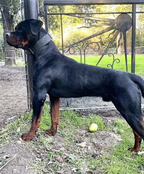 Rottweiler Pictures, Herding Dogs, Purebred Dogs, Kinds Of Dogs, Rottweiler Dog, Pretty Dogs, Bully Breeds, Sporting Dogs, Mountain Dogs