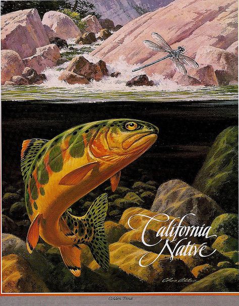 Golden Trout, Trout Painting, Trout Art, River Fish, Fly Fishing Art, California Camping, Wild Art, Hunting Art, Ad Illustration