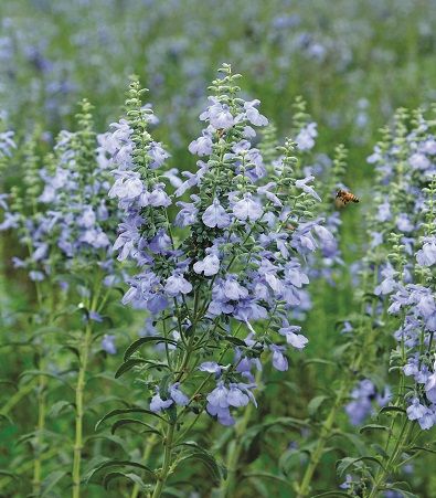 Salvia Azurea, Salvia Caradonna, Perennial Border, Blue Sage, Native Garden, Herbaceous Perennials, Attract Butterflies, Beneficial Insects, Tall Plants