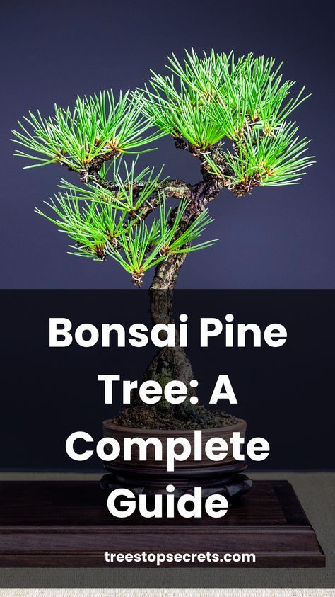 Discover the ultimate guide to bonsai pine tree care. Learn how to grow and nurture Pinus species with our comprehensive steps and tips. Pine Bonsai Tree Diy, How To Bonsai A Tree, Mugo Pine Bonsai, Japanese Black Pine Bonsai, Avocado Growing, Black Pine Bonsai, Fun Hacks, Tree Types, Bonsai Diy