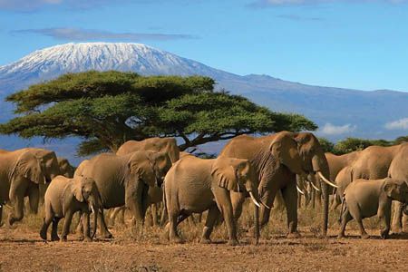 African Safari Tour with Kenya and Tanzania | Collette Elephant Facts, Tanzania Safari, Serengeti National Park, Mount Kilimanjaro, Luxury Safari, Interactive Lessons, Safari Lodge, Wildlife Safari, Africa Safari