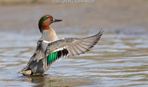 Green Winged Teal: Anas crecca carolinensis Wings Reference, Duck Wings, Duck Species, Duck Painting, Teal Duck, Aquatic Birds, Duck Pictures, Green Wing, Taking A Bath