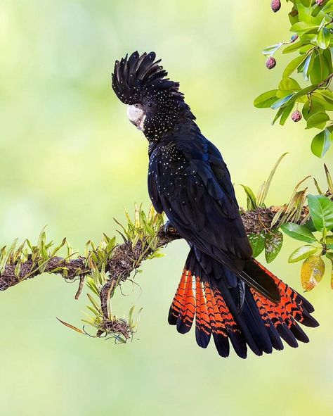 Birds Beauty - Most Beautiful Cockatiel 💕🦜 #AmaZing... Red Tail Cockatoo, Yellow Tailed Black Cockatoo, Australian Cockatoo, Birds Cockatiel, Red Tailed Black Cockatoo, Unique Birds, Bird Breeds, Black Cockatoo, Inktober 2023