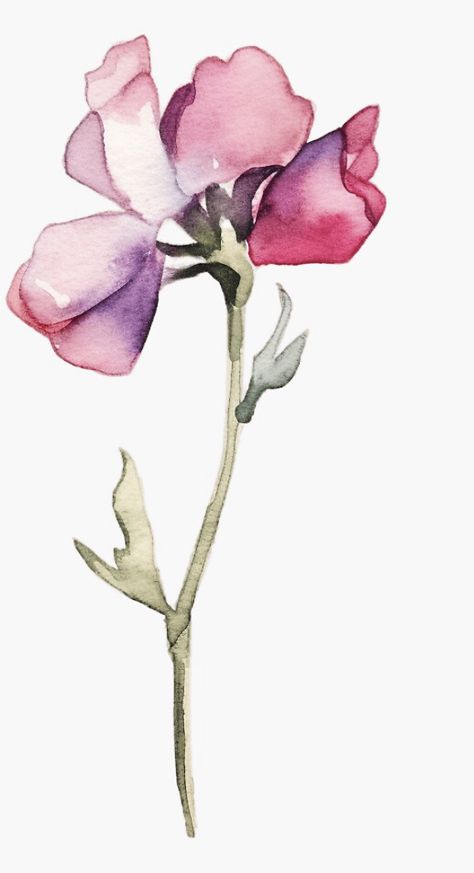 Watercolour Sweet Pea, Watercolor Sweet Peas, Sweet Pea Tattoo Simple, Sweet Pea Flowers Drawing, Sweet Pea Drawing, Sweet Pea Illustration, Sweat Pea Tattoo, Sweet Pea Watercolor, Sweetpea Flower