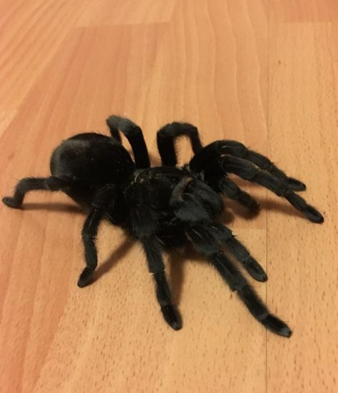 This is Lilly and I've had her for over 15 years and raised her myself since she was half the size of a penny. I know some people don't like spiders but it cannot be denied that the hard work and dedication that I've put in over the last 15 years I've raised one healthy beautiful looking queen. Pet Aesthetic, Pet Tarantula, Arachnids Spiders, Tarantula Spider, Big Spiders, Pet Spider, Pet Illustration, Pink Toes, Jumping Spider