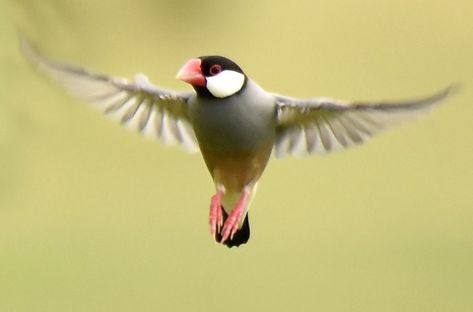 ブンチョウ (文鳥)  Java Sparrow, Java Finch, Java Rice Sparrow, Java Rice Bird (Lonchura oryzivora, Loxia oryzivora, Padda oryzivora) Java Finch, Java Rice, Java Sparrow, Eagle Drawing, Green Wing, Red Bill, Sparrow Bird, Finches, Bird Wallpaper