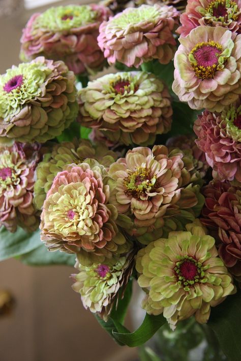 Harvest Flowers, Dahlia Flower Garden, Zinnia Garden, Virtual Flowers, Petal Pushers, Zinnia Flowers, Book Flowers, Flower Collection, Cut Flower Garden