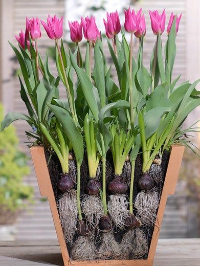 Bulb Lasagne, Fall Bulb Planting, Spring Bulbs Garden, Lasagna Gardening, High Country Gardens, Planting Tulips, Country Gardens, Tulip Bulbs, Tulips Garden