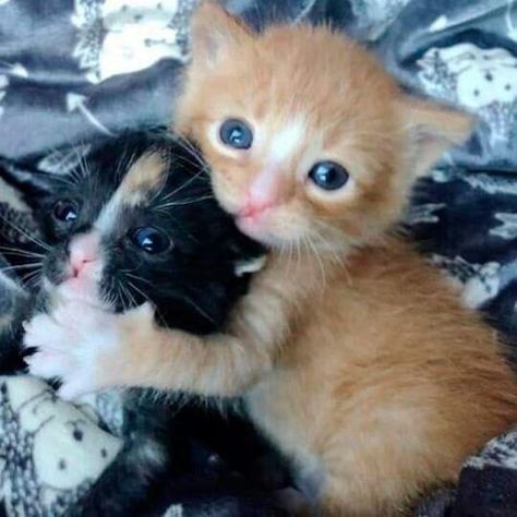 Two Kittens, Ugly Cat, Silly Cats Pictures, Cute Cats Photos, Brother And Sister, Cats Funny, Baby Kittens, Cat Behavior, Silly Animals